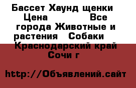 Бассет Хаунд щенки › Цена ­ 20 000 - Все города Животные и растения » Собаки   . Краснодарский край,Сочи г.